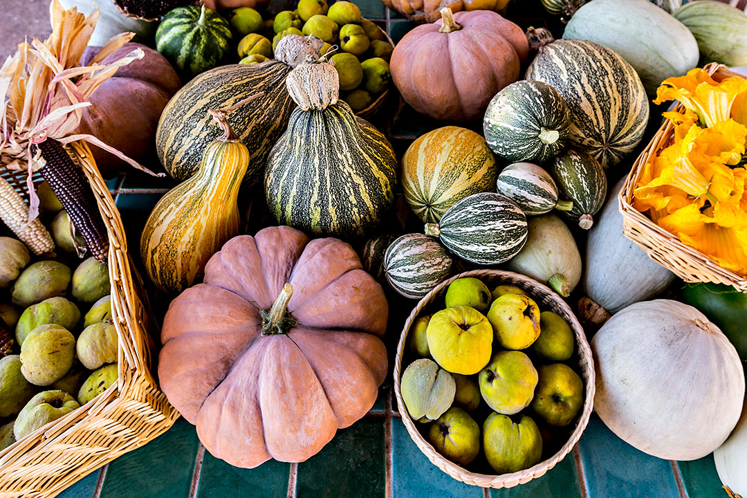 Sonoran harvest. Photo © Jeff Smith, 2016