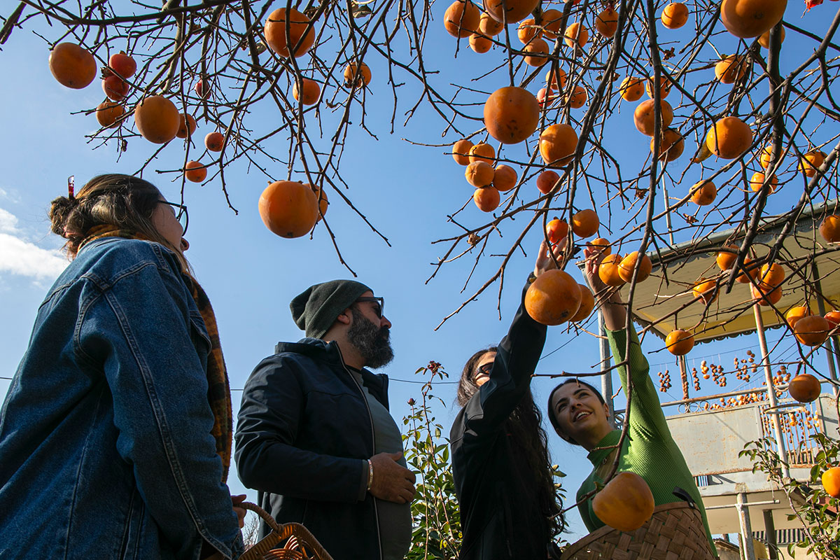 Four people stand under a persimmon tree, with no leaves but dozens of bright orange fruits. Two people grab fruits to harvest and carry in woven baskets.