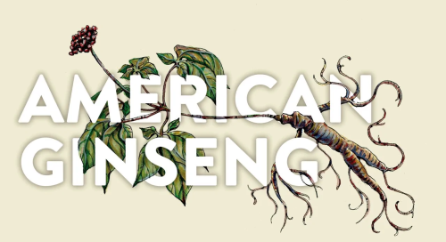 american ginseng one