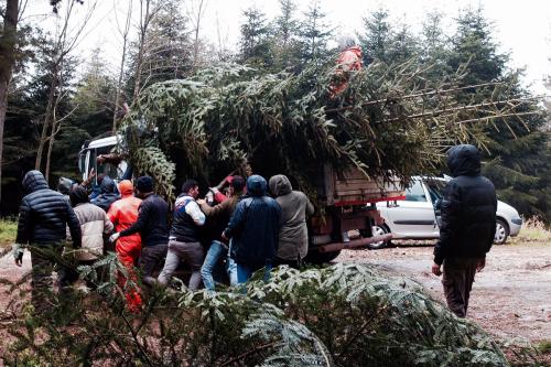 Men in winter clothes carry a large fir tree to a truck.