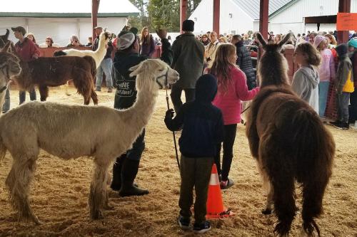 People lead white and brown llamas through a crowd.
