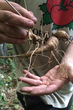 Fresh ginseng root