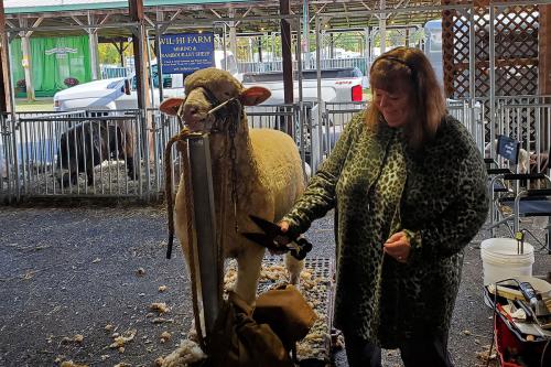 A woman sheers a white sheep.