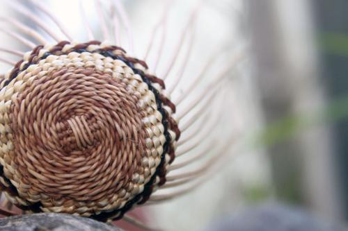 Closeup on the bottom of a woven grass basket in process.