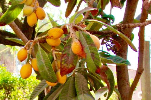 Sonora Desert fruit