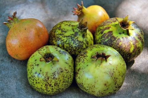 Sonora Desert fruit