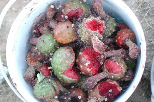 Sonora Desert fruit