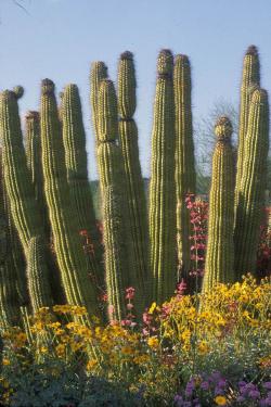 Sonora Desert fruit