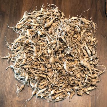 Ginseng root