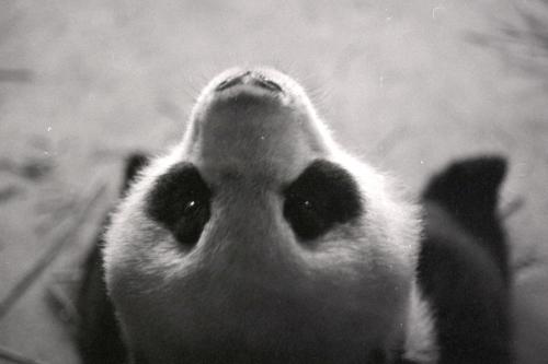 Giant panda at National Zoo