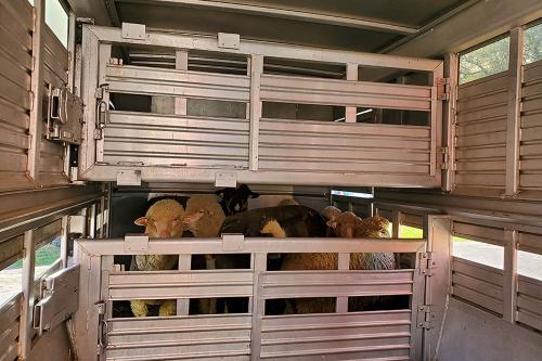 Sheep peer from a small pen within a trailer.