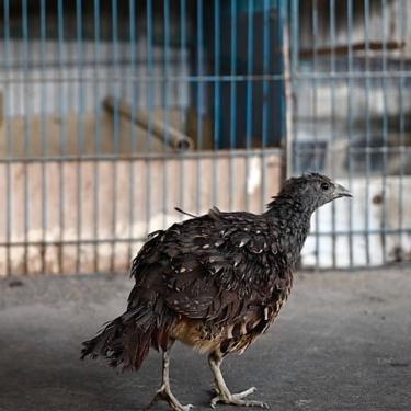 A bird with ruffled brown feathers walks on a cement floor, past stacked, empty animal cages.