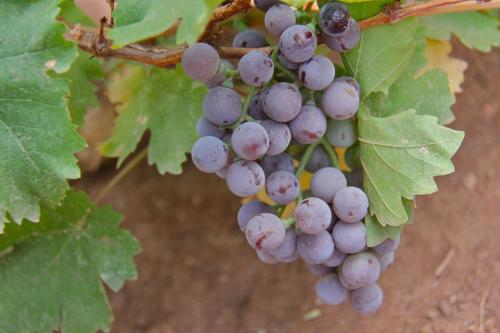 Sonora Desert fruit