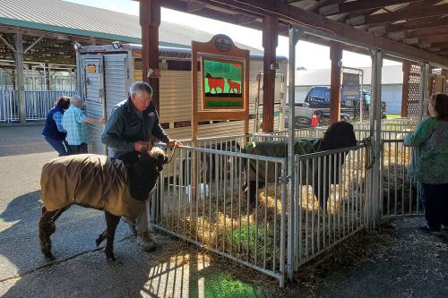A man leads a dark-colored sheep into an outdoor covered pavilion. Another sheep is in a pen.