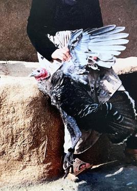 A person, seated, face out of frame, holds up a live turkey by its outstretched wings.