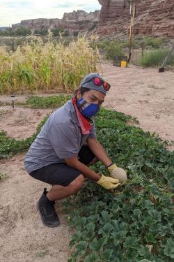 The author digs through a melon patch, wearing a face mask and gardening gloves.