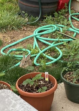 Potted plants and a green garden hose in a yard. A large rabbit is nestled in the grass.