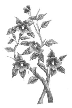 Pen and ink illustration of flowers.