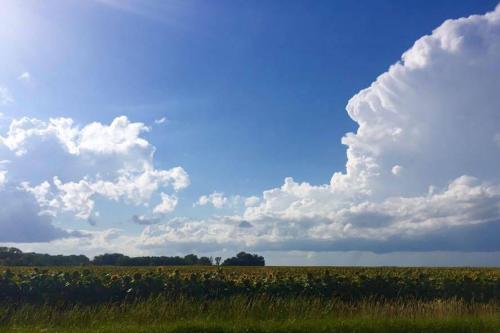 Beautiful landscape with blue skies, white clouds, and a field of sunflowers.