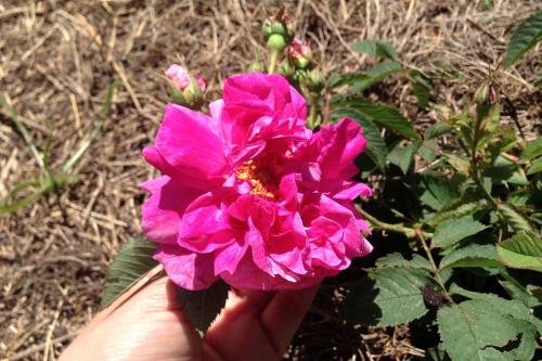 Damask rose