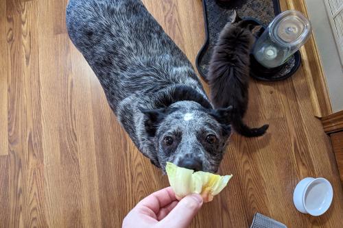A salt-and-pepper black-and-white dog looks up at the bottom of a head of lettuce, held out by the person taking the photo. A cut eats from a dish next to the dog.