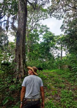 From behind, the man in the gray shirt and straw hat walks through a green plantation.