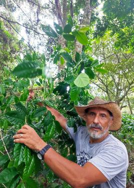 A man wearing a gray T-shirt, straw hat, and wristwatch, holds the glossy green leaves of a coffee plant, looking toward the camera.