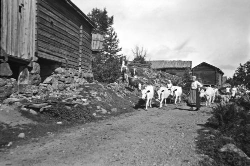 Women lead a herd of cows down a rural road. Black and white photograph.