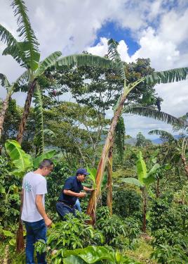 Two men navigate through greenery: low green coffee plants and tall palm trees.