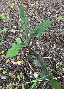 Close-up of a small plant with four jagged-edged leaves, growing from the dirt.