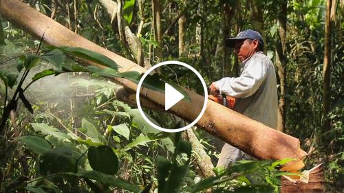 Film still of a man using a chainsaw or another piece of machinery on a felled tree. A video play button is superimposed on it.