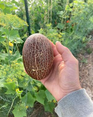 Close-up on a hand holding an egg-shaped vegetable with brown skin.