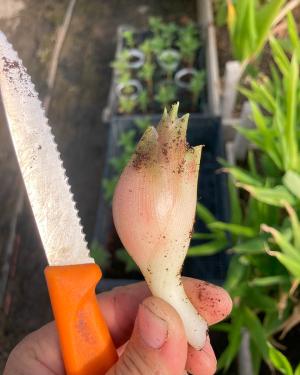 Close-up on a hand holding up a pinkish, bulbous root and a serrated knife with orange handle.