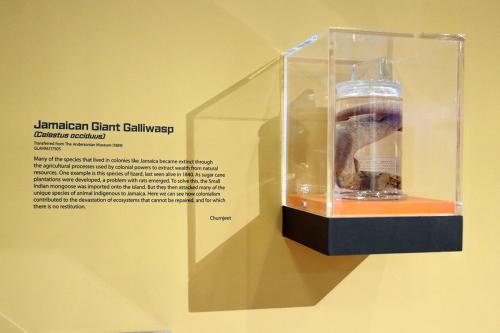 Close-up on a rectangular glass display affixed to a gallery wall. The display contains a lizard preserved in a glass j ar, with text next to it: Jamaican Giant Galliwasp. (Celestus occiduus).
