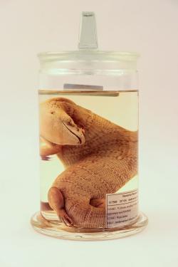 Close-up on the lizard in a jar, with tail and neck curled to fit. It is pale brown with darker brown stripes.