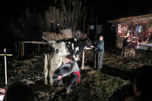 At night, a man milks a cow while a woman holds its reins.