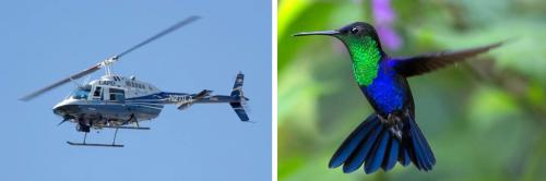 An image of a helicopter and a hummingbird.
