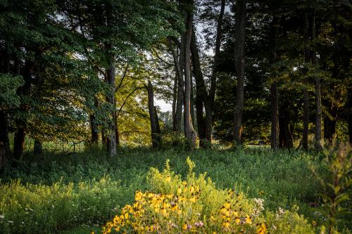 A thicket of trees in the background and yellow flowers in the foreground.