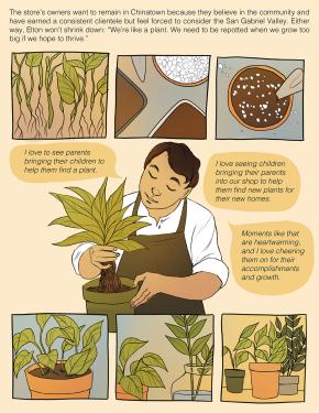 Illustrated comic page. Three panels on top and three  on the bottom, each illustrating steps to pot a plant with roots. In the center, Elton repots a plant. Text: The store’s owners want to remain in Chinatown because they believe in the community and ha