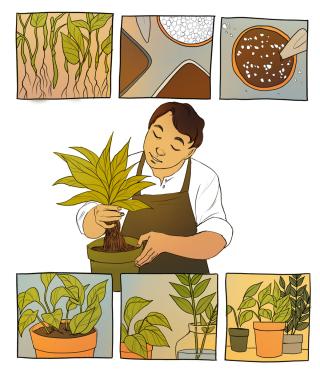 Illustrated comic panels: three panels on top and bottom, each illustrating steps of potting a plant with roots. In the center, Elton repots a plant. 