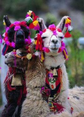 Three llamas with their heads together, each adorned with pink, orange, and white pom-poms and tassels.