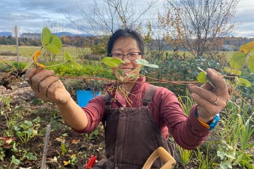 A young Asian woman in pink shirt and brown overalls holds up and stretches out a plant, including long stems and root.