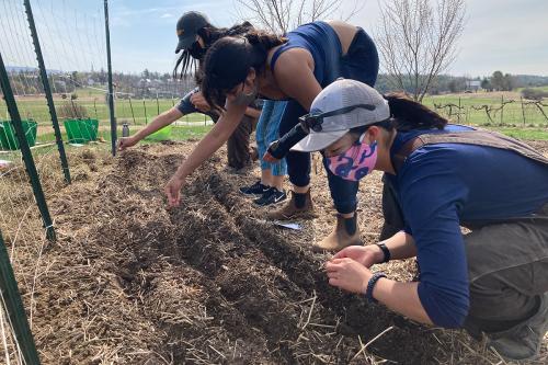 Three young adults crouch and bend down over a bank of soil, spreading seeds.