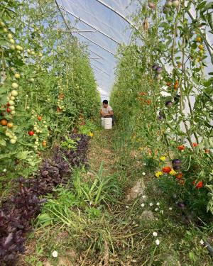 Symmetrical view of a row two rows of tall, climbling tomato plants in a green house. A person is the distance picks them.
