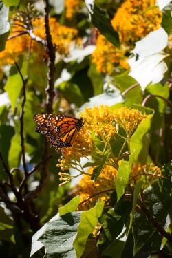 A single orange monarch drinking from a small yellow flowers on a leafy green bush.