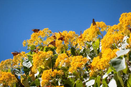 About ten orange monarchs on the yellow flowers of a bush, in front of a brilliant clear blue sky.
