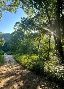 Dirt road through gently rolling hills and green trees, lit dramatically by the setting sun.