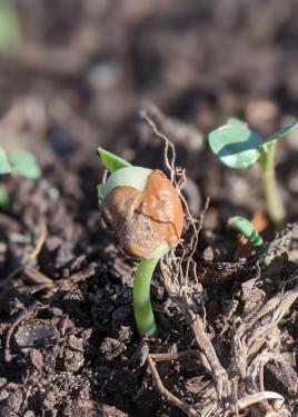 A tiny greed sprout, still partially encased by a brown seed shell, pops out of the dirt.