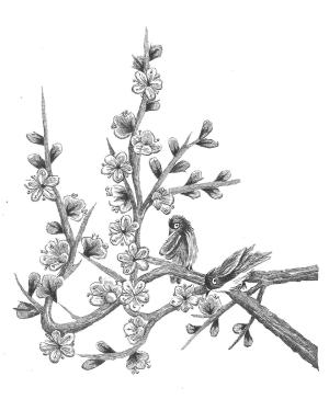 Pen and ink illustration of flowers.
