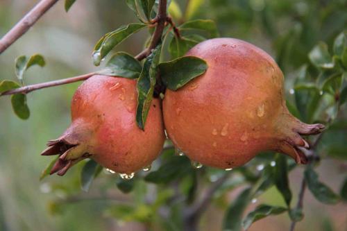 Sonora Desert fruit